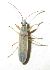 Paromius gracilis