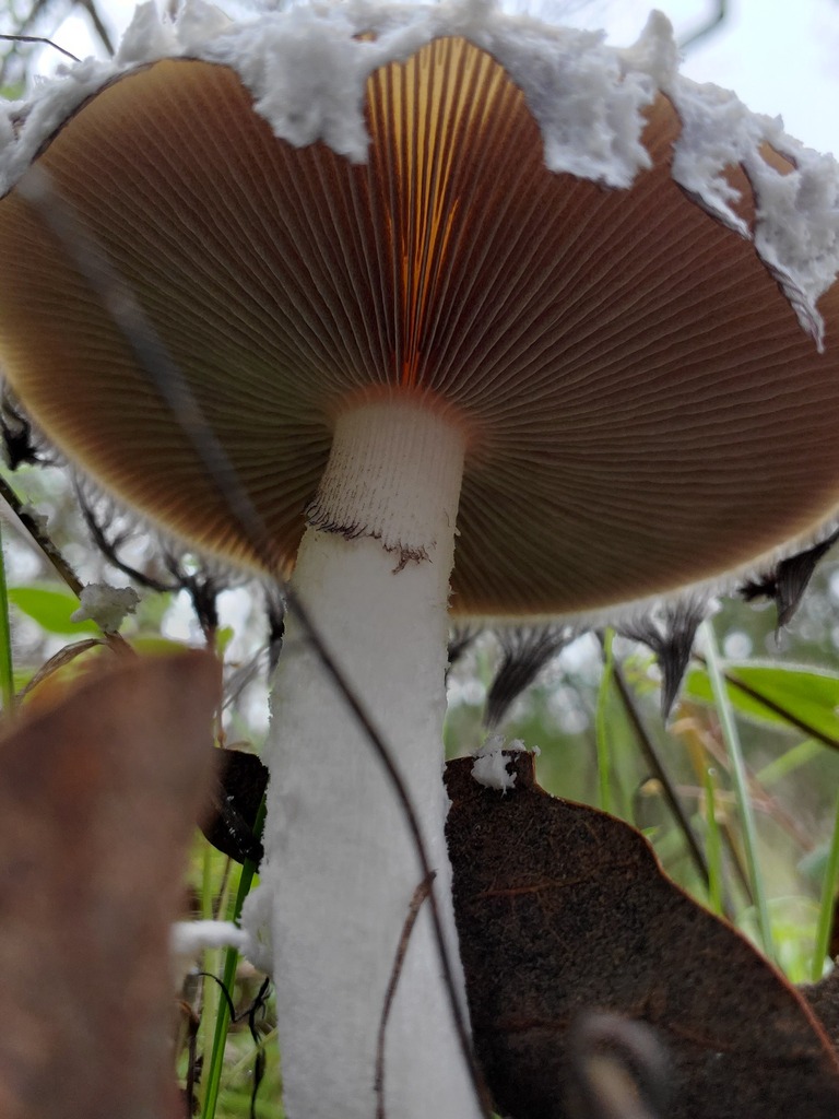 Stropharia ambigua · December 2025 · photo: © arlenedevitt (iNaturalist, cc-by)