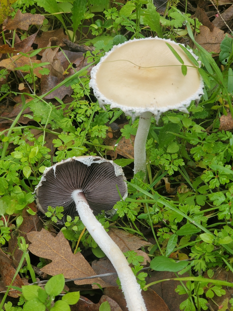 Stropharia ambigua · December 2025 · photo: © arlenedevitt (iNaturalist, cc-by)