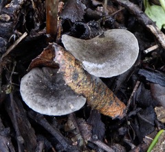 Spodocybe trulliformis