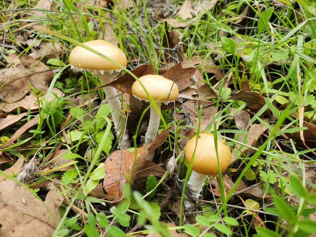 Stropharia ambigua · December 2025 · photo: © arlenedevitt (iNaturalist, cc-by)