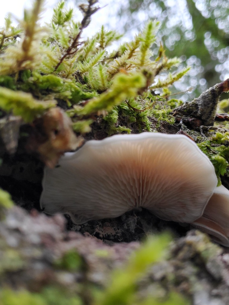 Clitopilus hobsonii · December 2025 · photo: © arlenedevitt (iNaturalist, cc-by)