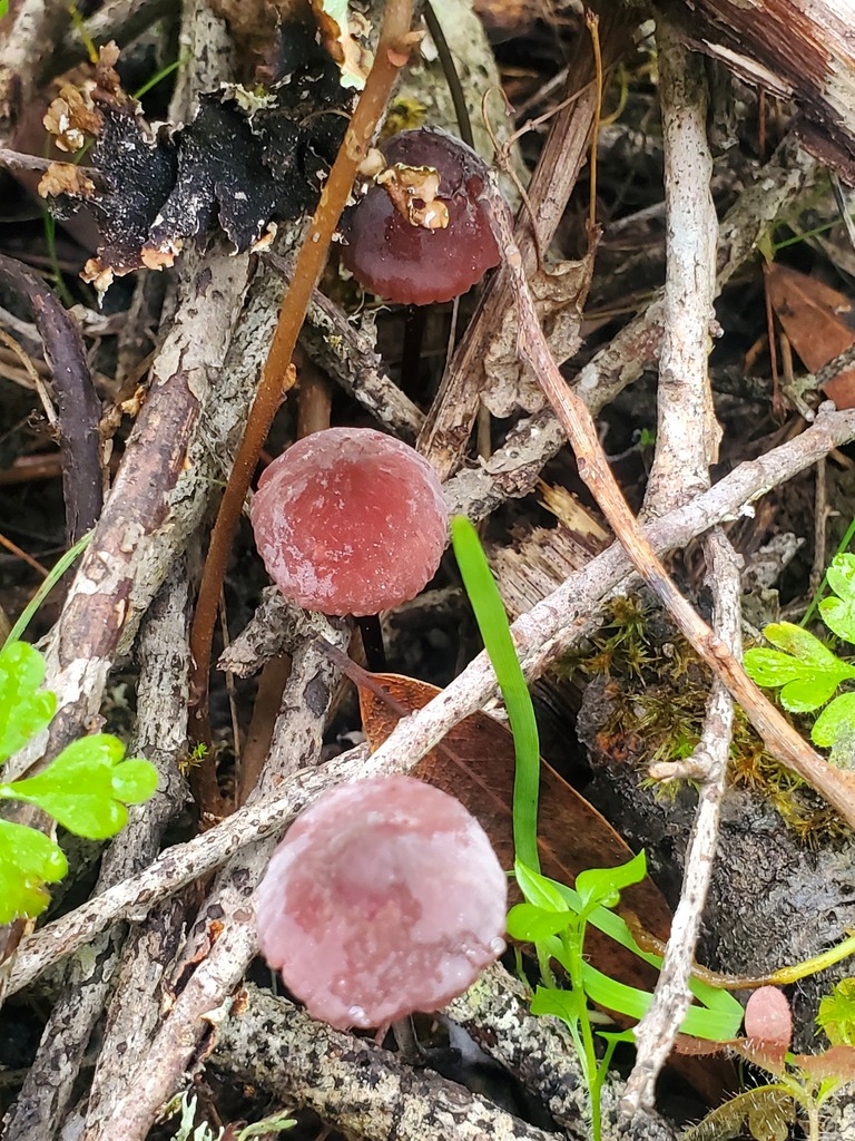 Marasmius plicatulus · December 2025 · photo: © arlenedevitt (iNaturalist, cc-by)