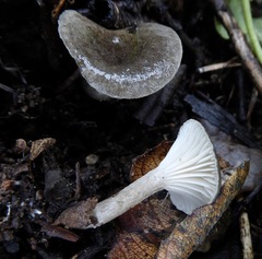 Spodocybe trulliformis
