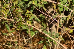 Prinia gracilis