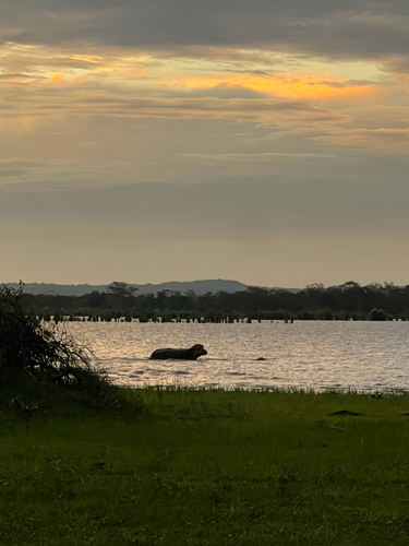 Common Hippopotamus
