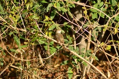 Prinia gracilis