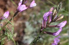 Astragalus skvortsovii