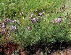 Astragalus skvortsovii