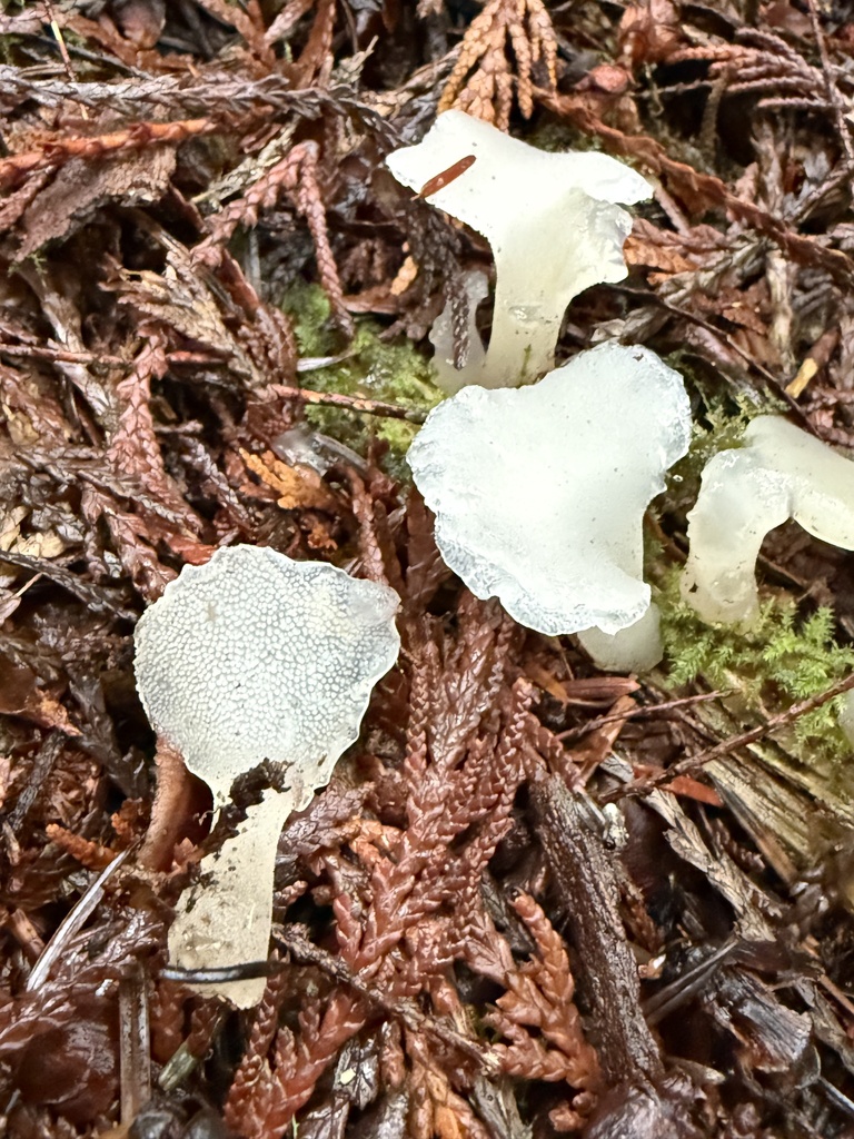 Pseudohydnum gelatinosum · December 2025 · photo: © hillcraddock (iNaturalist, cc-by)
