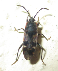 Lanchnophorus singalensis