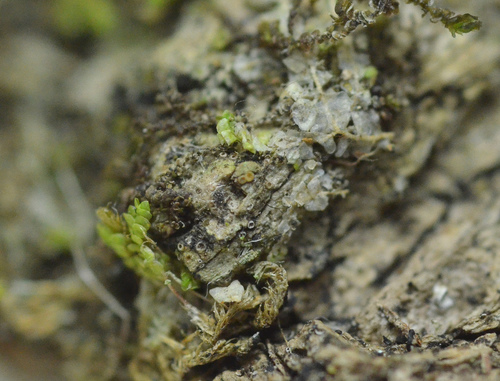 Representative image of Gyalecta truncigena