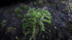 Fossombronia himalayensis