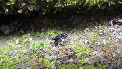 Tridactylidae