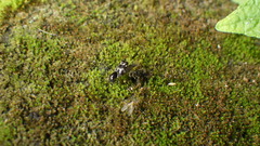 Tridactylidae