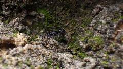 Oedignatha scrobiculata
