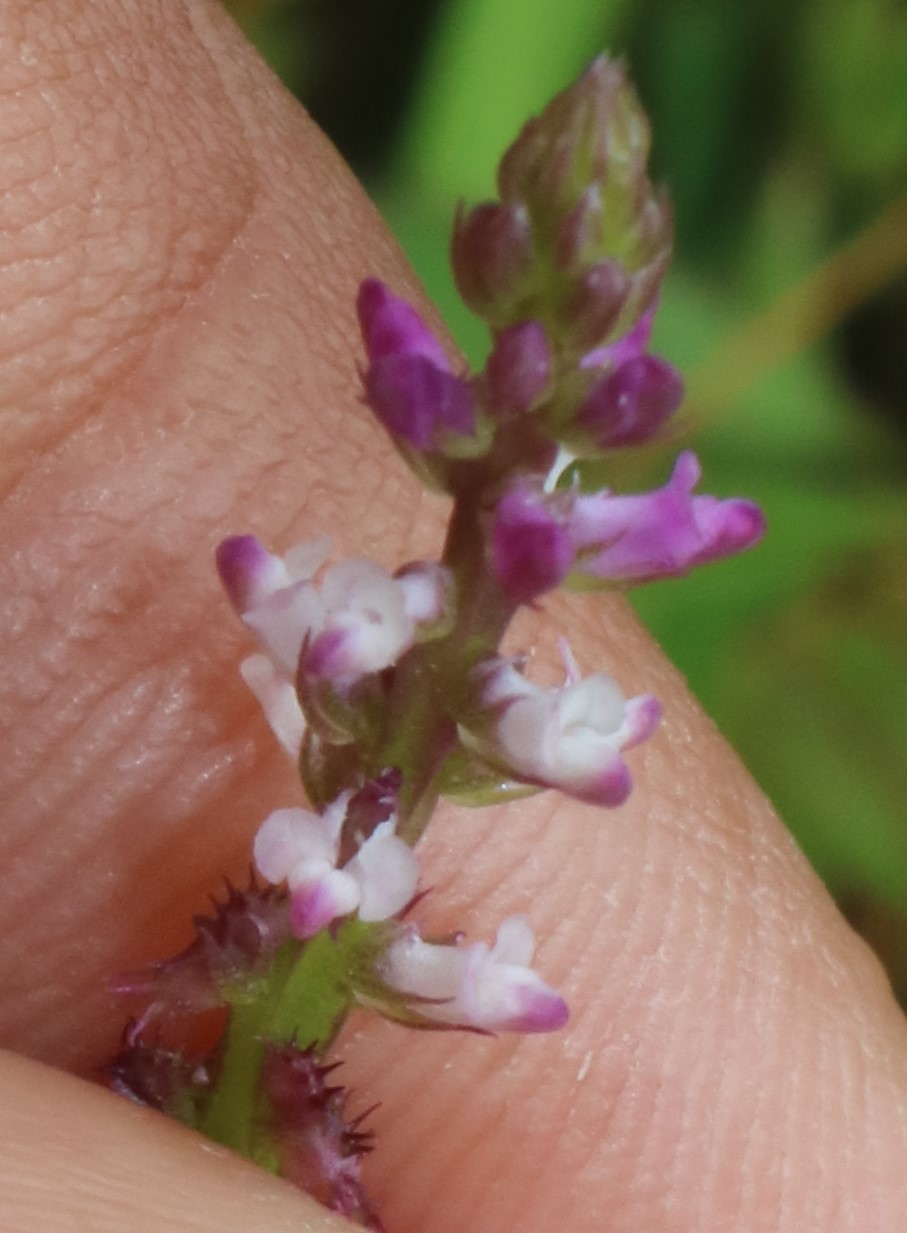 Salomonia ciliata