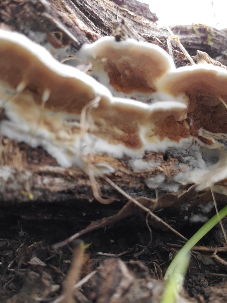 Gloeoporus dichrous · December 2025 · photo: © arlenedevitt (iNaturalist, cc-by)