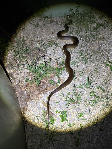 Olive Python sighting