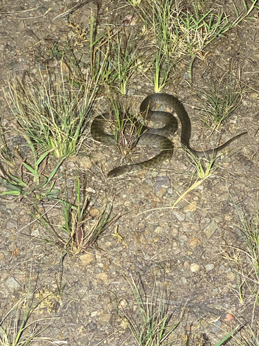 Common keelback sighting