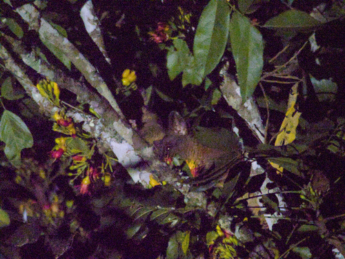 Coppery Brush-tailed Possum