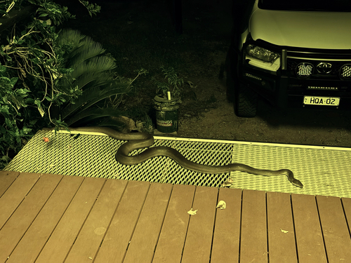 Olive Python sighting