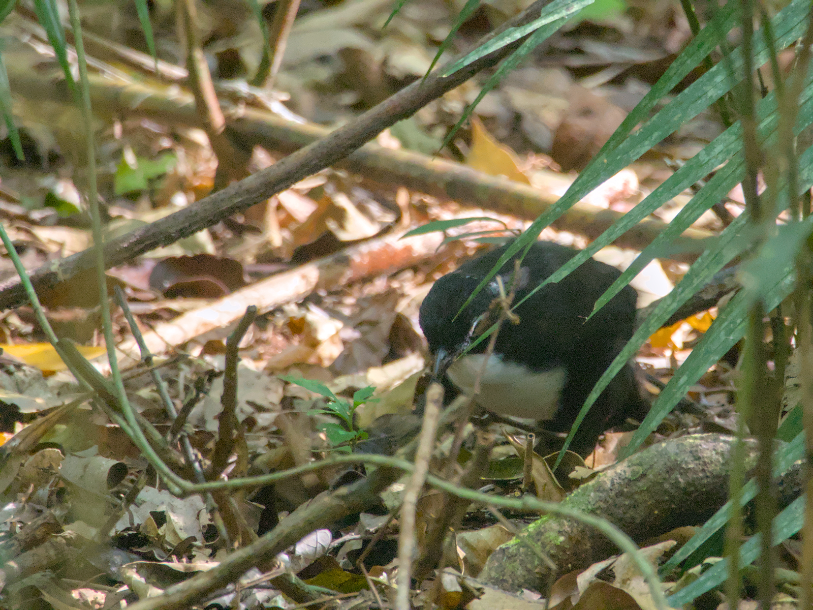 Chowchilla (Orthonyx spaldingii), photo 5