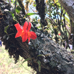 Cattleya coccinea