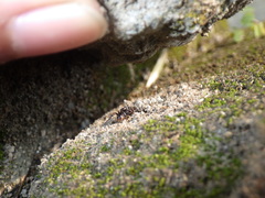 Oedignatha scrobiculata