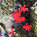 Cattleya coccinea - Photo (c) Mauricio Uhle, algunos derechos reservados (CC BY-NC), subido por Mauricio Uhle