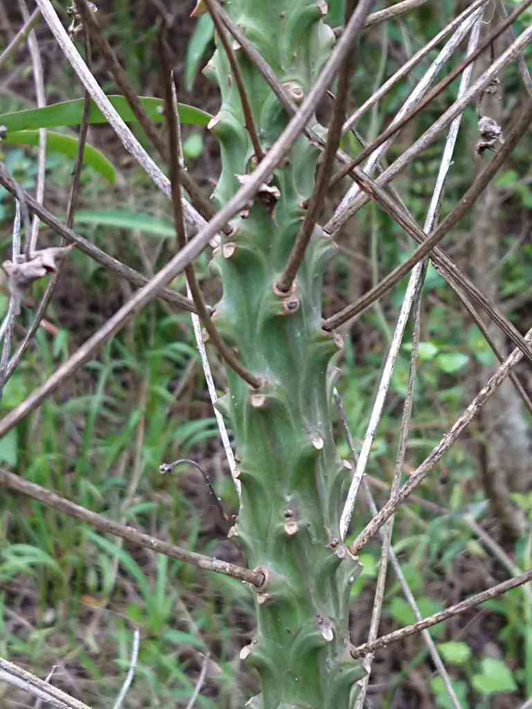 Buffalo Euphorbia