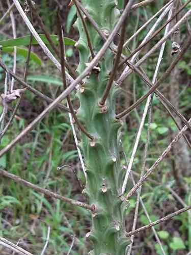 Euphorbia bubalina