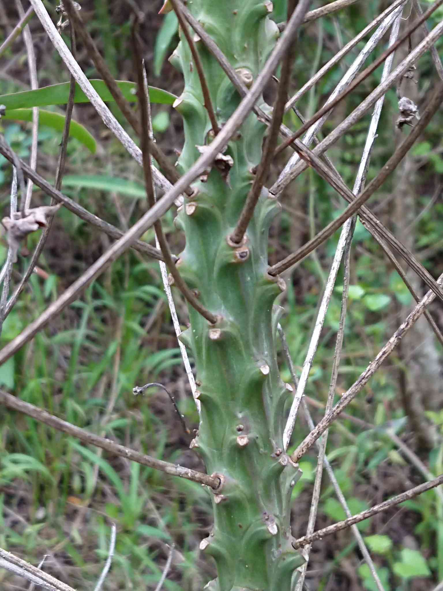 Euphorbia bubalina