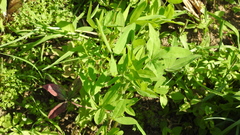 Trifolium alexandrinum