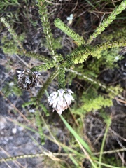 Aspalathus globulosa