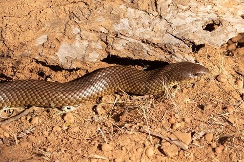Mulga Snake sighting