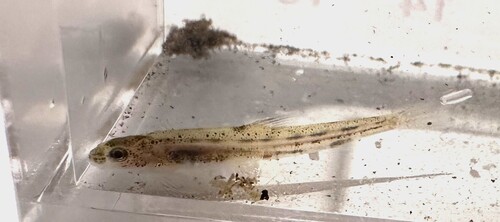 Torrent minnow (Psilorhynchus homaloptera) — Psilorhynchidae — 2