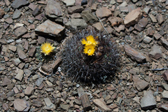 Parodia subterranea