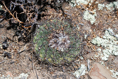 Parodia subterranea