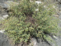 Fumana