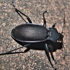 Carabus purpurascens