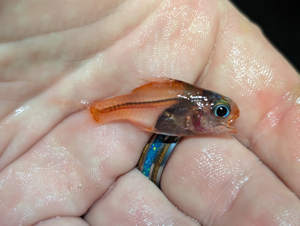 Hawaiian Ruby Cardinalfish
