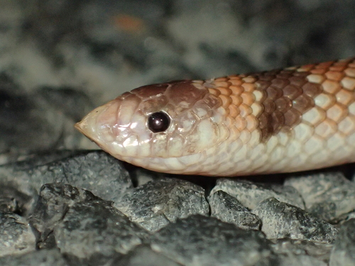 Eastern Shovel-nosed Snake sighting