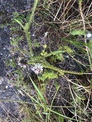 Aspalathus globulosa