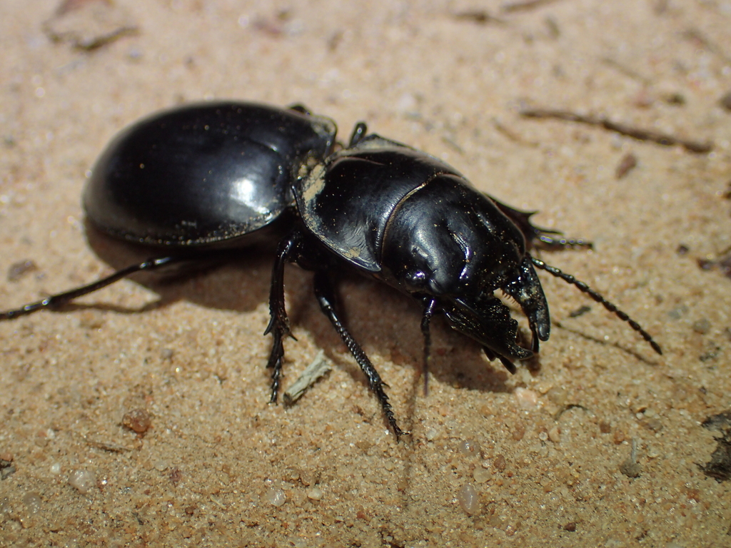 Euryscaphus angulatus