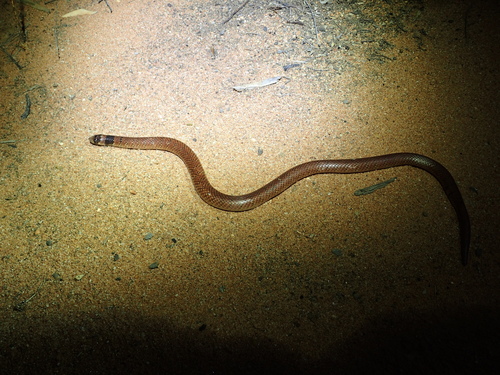 Eastern Shovel-nosed Snake sighting
