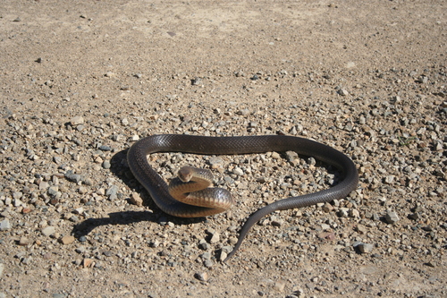 Eastern Brown Snake sighting