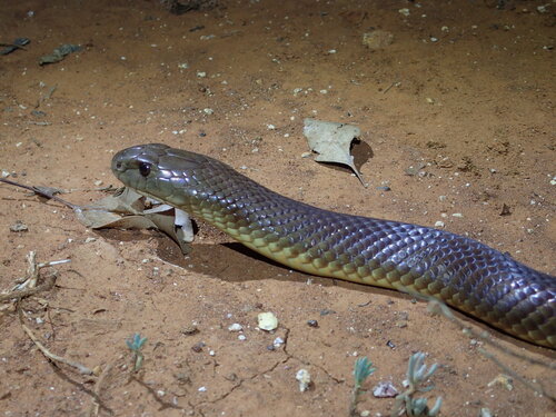 Mulga Snake sighting