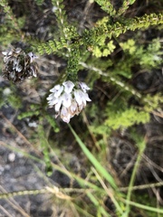 Aspalathus globulosa