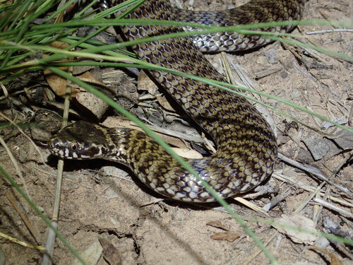 De Vis' Banded Snake sighting